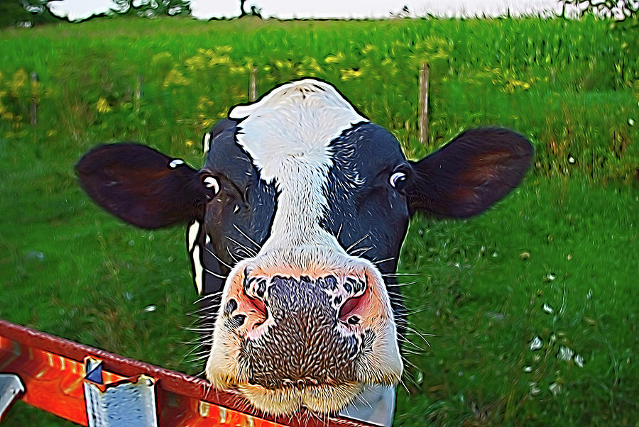 Whiskers And Wide Eyed Holstein Photograph