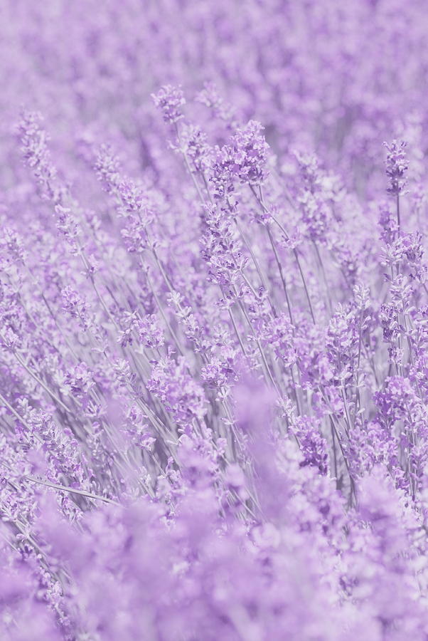 Whisper In Purple Flowers Photograph by Poppy Thomas-hill