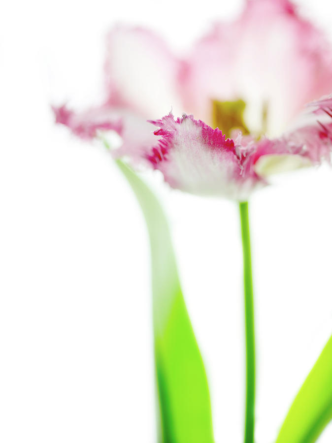 Tulip Photograph - Whisper by Rebecca Cozart