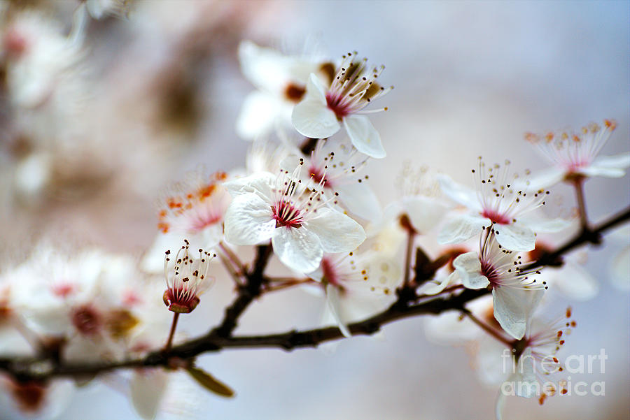 Whispering In White Blossom Photograph by Joy Watson