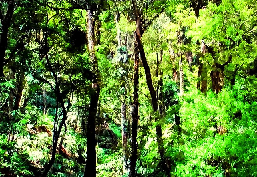 Whispering Trees Photograph by Frederick Lyle Morris Disabled Veteran