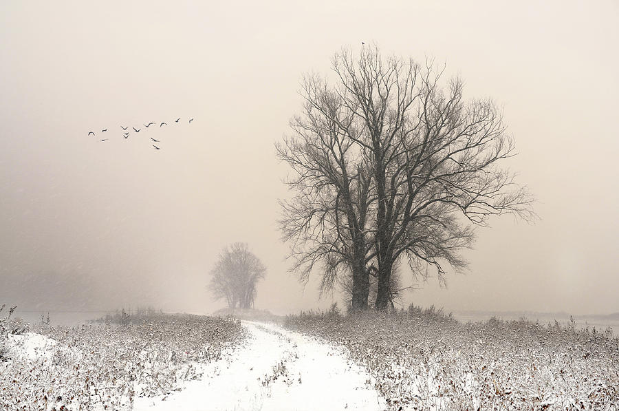 Mood Photograph - Whispering Winter by Lou Urlings
