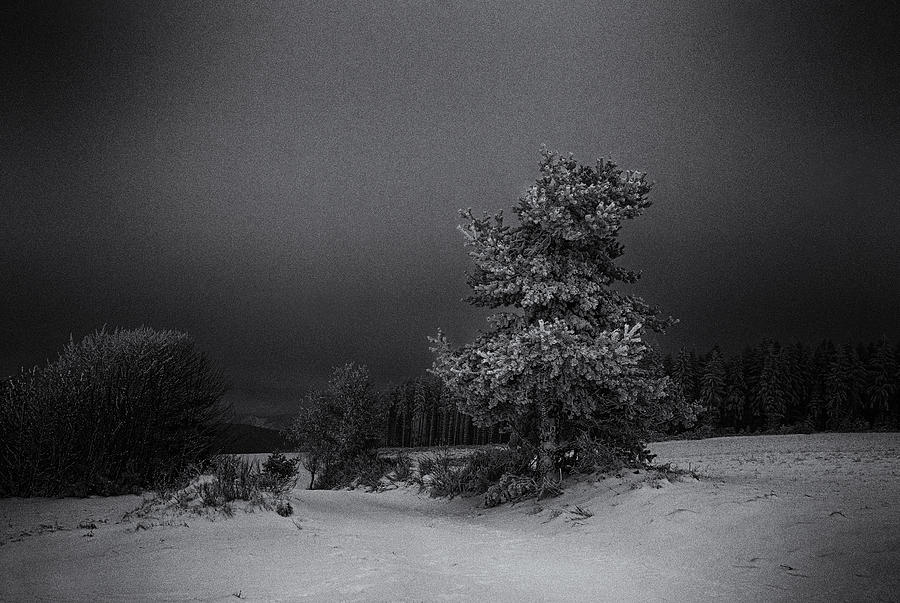 Winter Photograph - Whispers In The Night by Elisabeth Van Helden