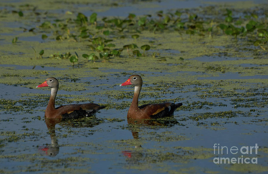 Whistling Duck Photograph by Brian Kamprath
