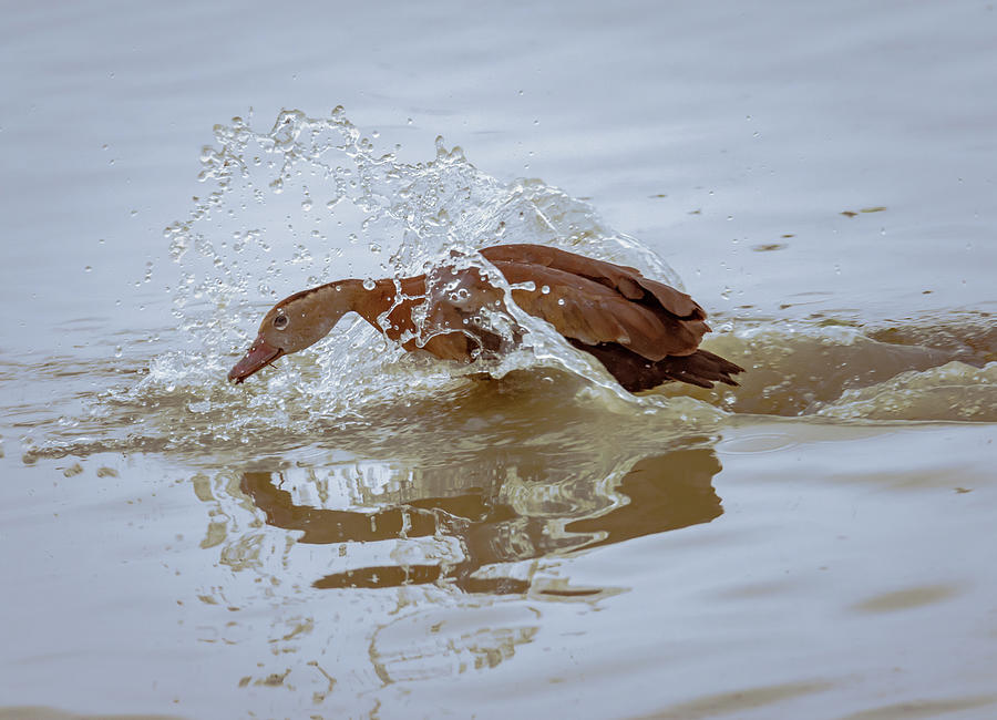 Bird Photograph - Whistling Duck Landing by Debra Martz