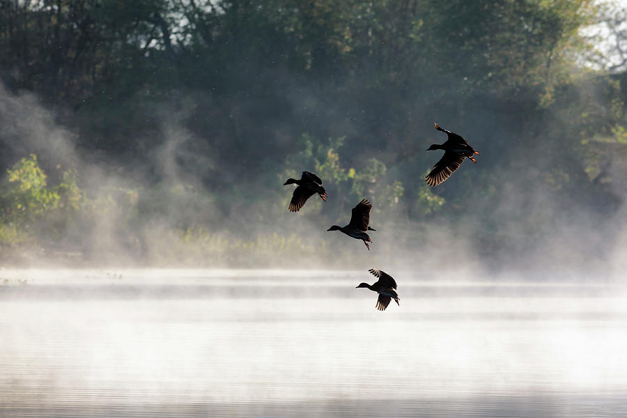 Duck Digital Art - Whistling Ducks Flying by Brook Mitchell