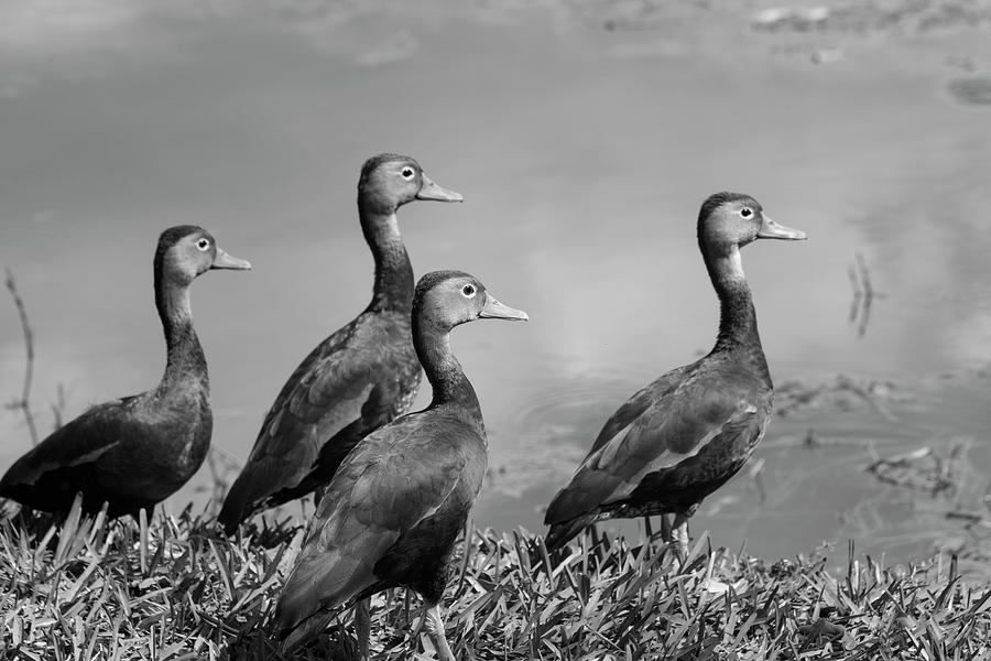 Whistling Ducks Photograph by Robert Wilder Jr
