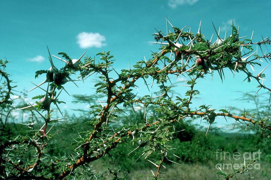 Whistling Thorn Of Kenya Photograph by Jennifer Fry/science Photo Library
