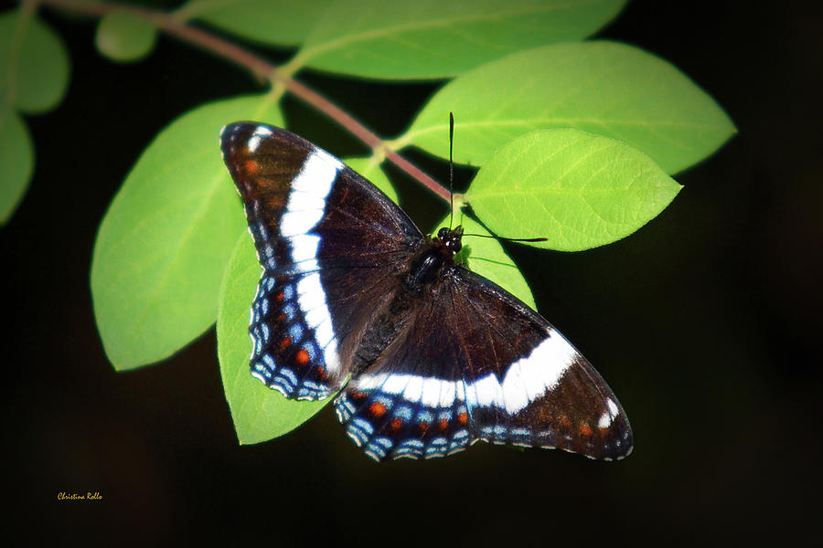 White Admiral Butterfly Photograph by Christina Rollo