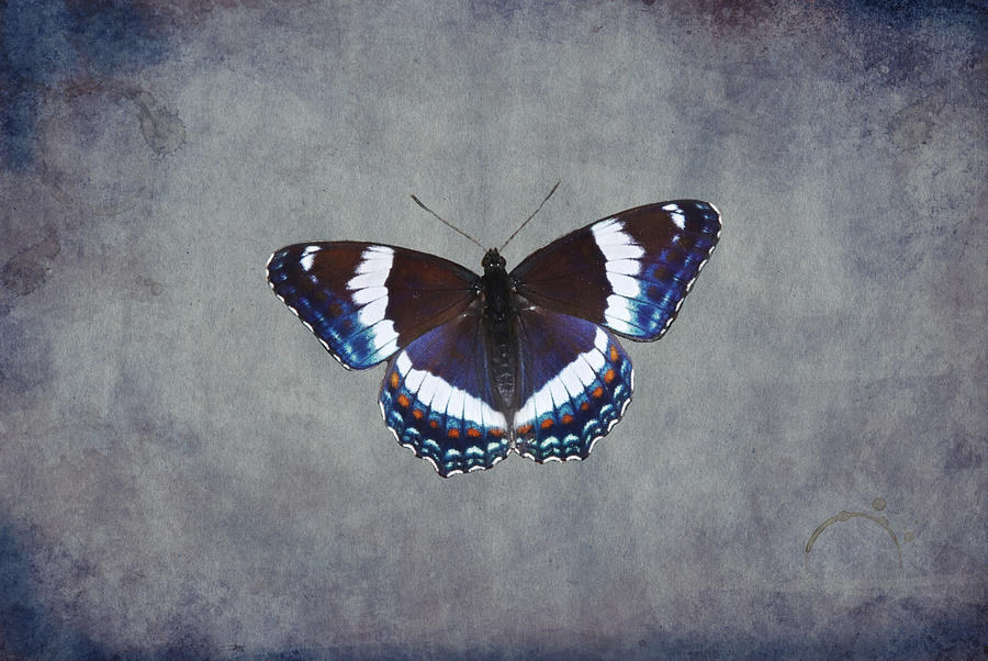 White Admiral Butterfly Digital Art by Marlin and Laura Hum