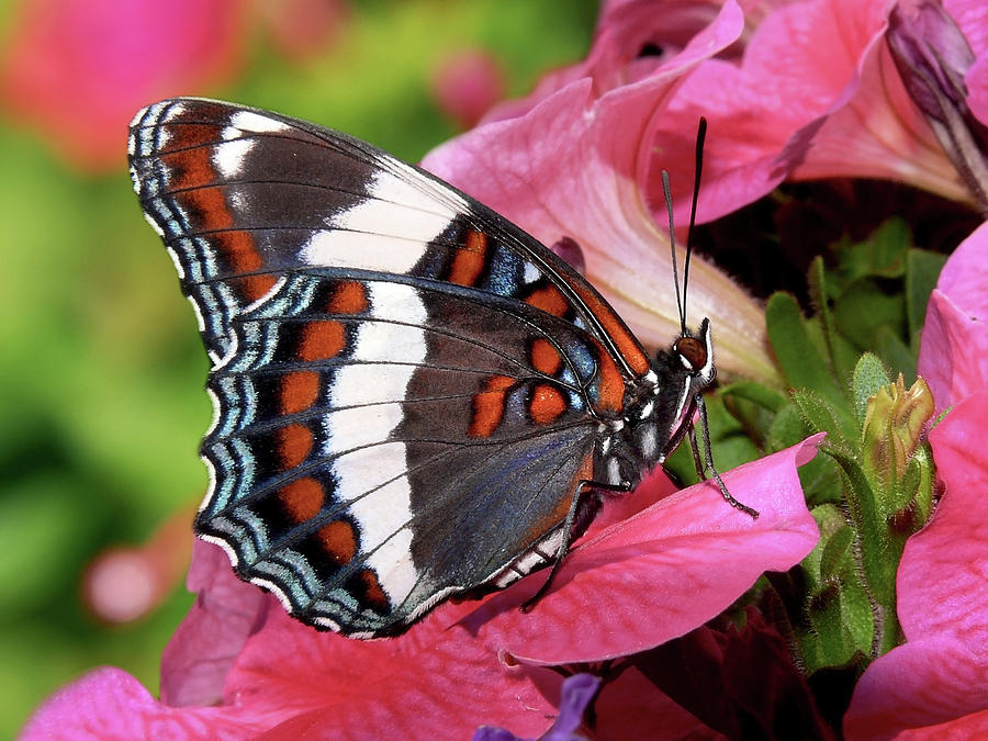 White Admiral Butterfly On Pink Flowers Photograph by Christina Rollo