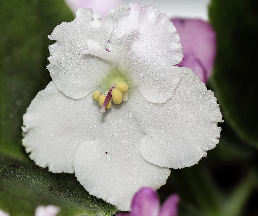 White African Violet Photograph by Timothy Anable