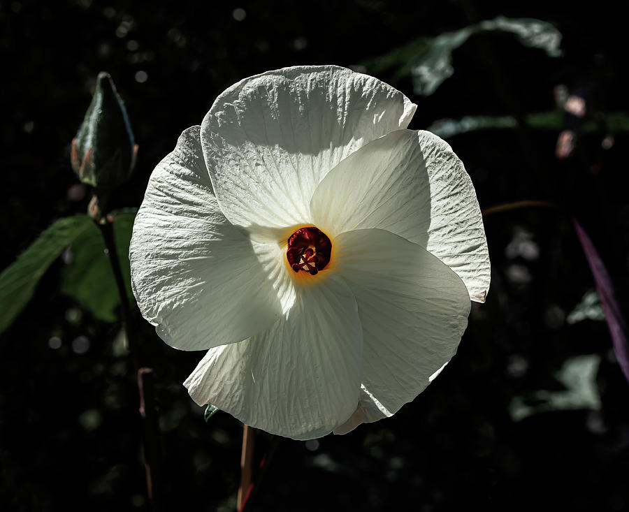 White Alder Photograph by Robert Ullmann