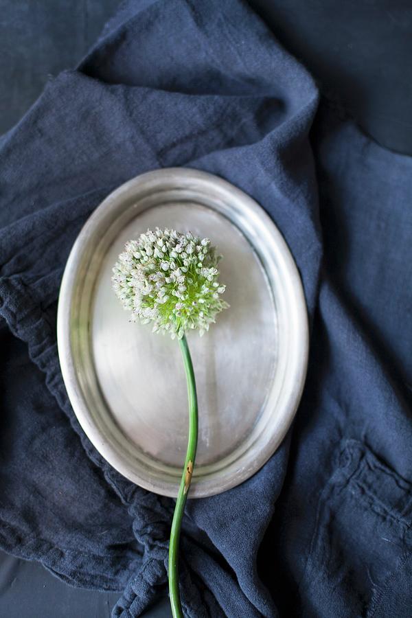 White Allium Flower On Oval Silver Platter Photograph by Alicja Koll