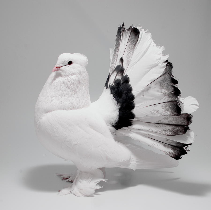 White and Black Indian Fantail Pigeon Photograph by Nathan Abbott