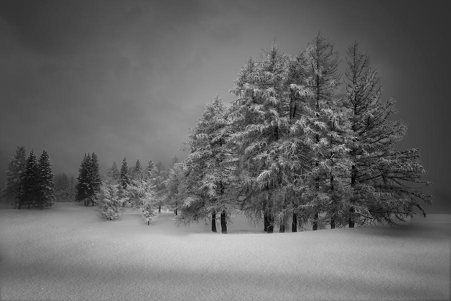 Winter Photograph - White And Black Winter by Vroniques
