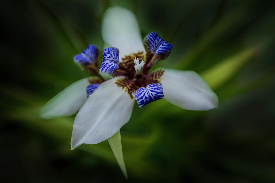 White and Blue Lily Orchid Iris Photograph by Debra and Dave Vanderlaan