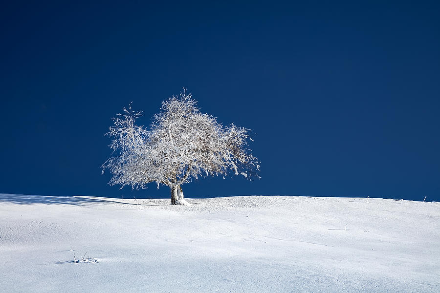 White And Blue Photograph by Visions Paralleles