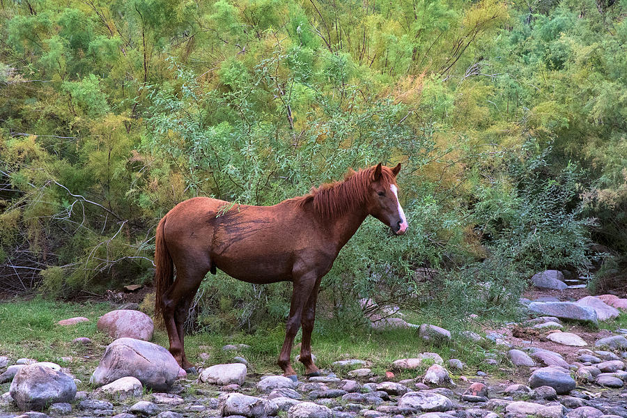 Salt River Wild Horses Photograph - White and Brown Wild Salt River horses by Dave Dilli