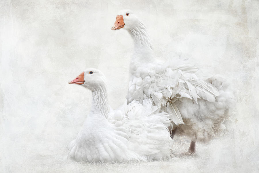 Geese Photograph - White and Curly by Jai Johnson