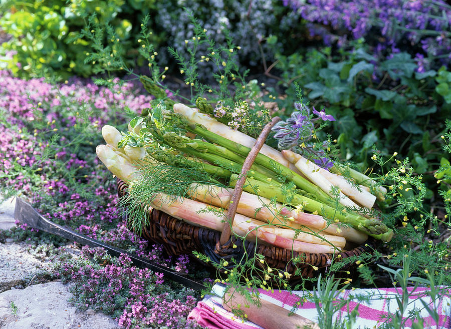 White And Green Asparagus And Asparagus Leaves In Basket On Thymus Photograph by Friedrich Strauss