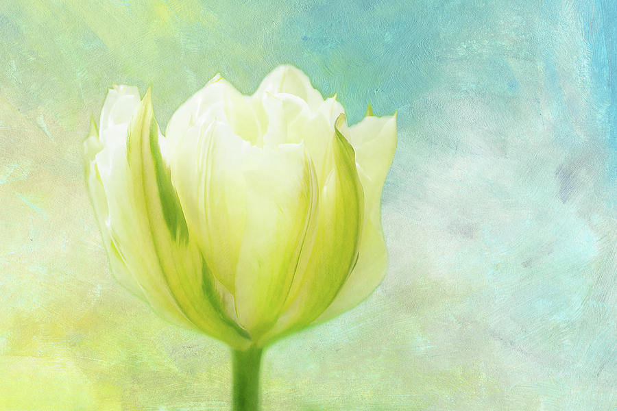 White and Green Tulip 2 Photograph by Isabela and Skender Cocoli - Fine ...