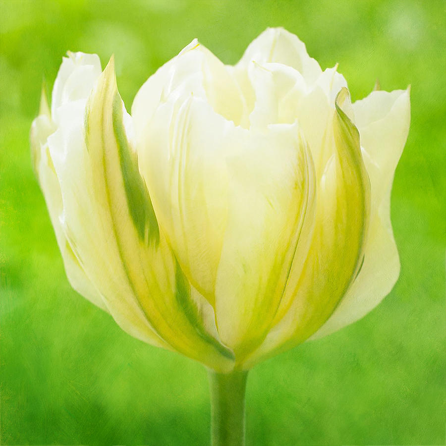 White and Green Tulip Photograph by Isabela and Skender Cocoli