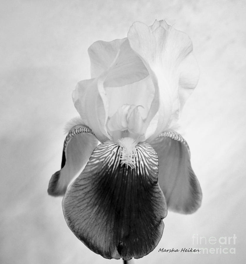 White and Grey Iris Photograph by Marsha Heiken - Fine Art America