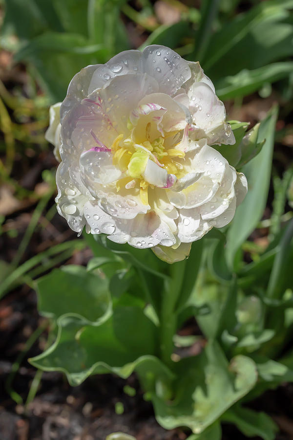 White-and-Magenta Tulip Photograph by Dawn Cavalieri