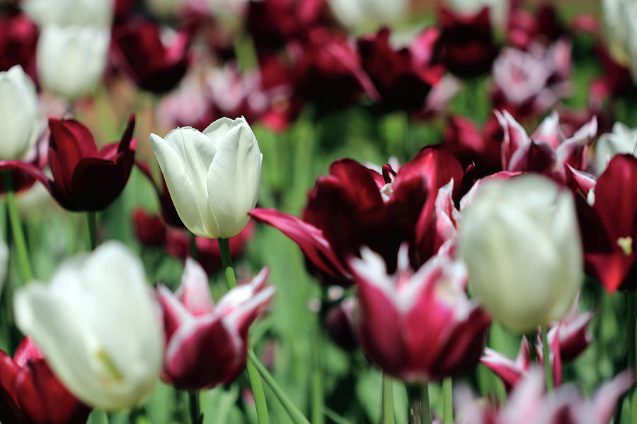 White and Maroon Tulips Photograph by Angela Murdock