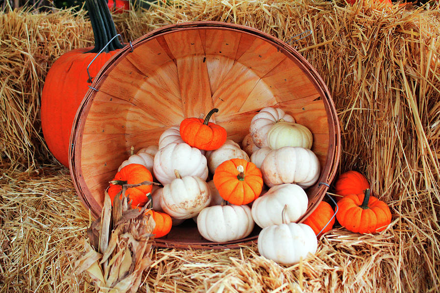 Pumpkin Photograph - White And Orange Mini Pumpkins by Cynthia Guinn