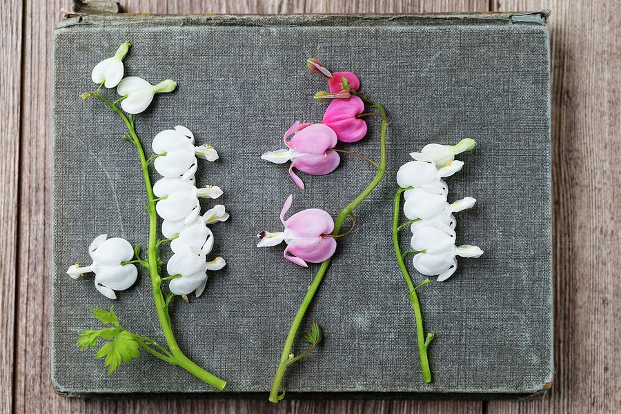 White And Pink Bleeding Heart Flowers lamprocapnos Spectabilis Photograph by Mandy Reschke