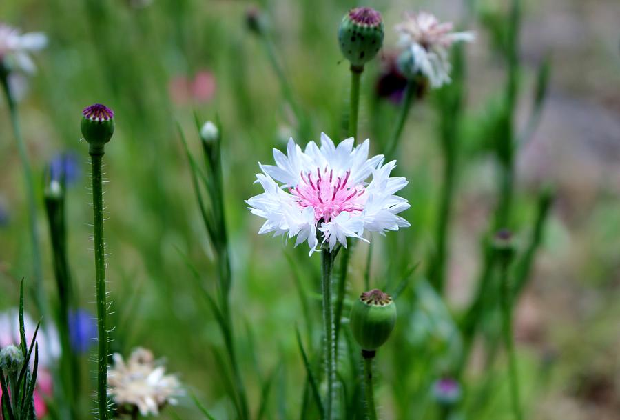 White And Pink Cornflower Photograph by Cynthia Guinn