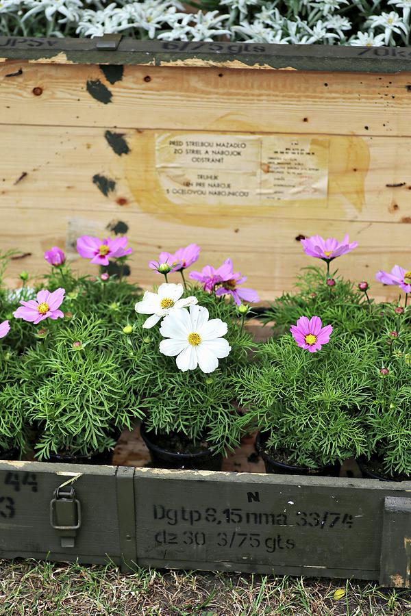 White And Pink Cosmos cosmea In Old Wooden Crates With Edelweiss In Background Photograph by Alexandra Panella