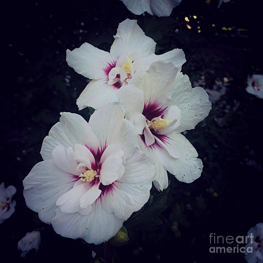 Flowers - White And Pink Hibiscus - Square Photograph