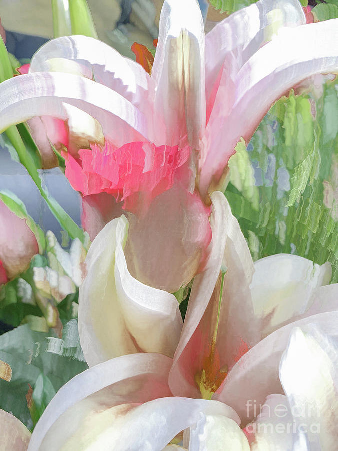 White and pink flowers in pastel Photograph by Phillip Rubino