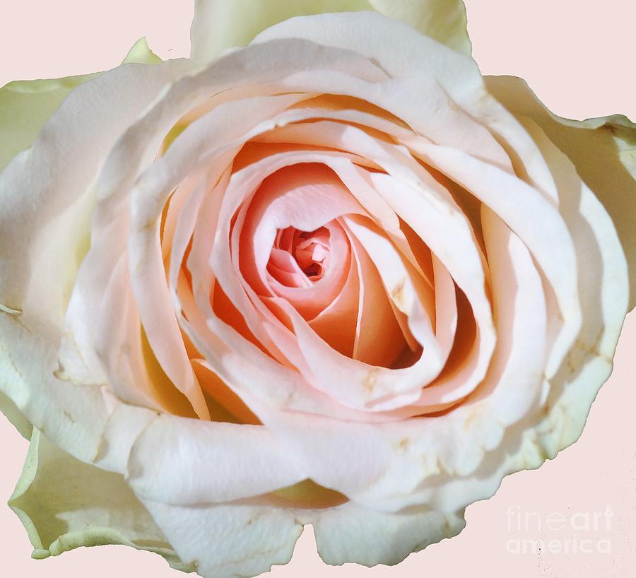 Rose Photograph - White And Pink Rose 4 by Rudi Prott