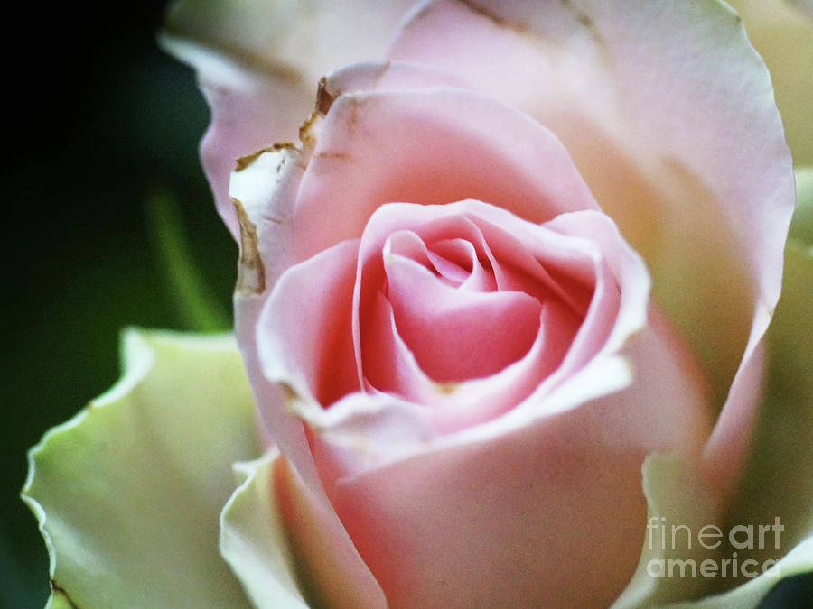 Rose Photograph - White And Pink Rose 5 by Rudi Prott