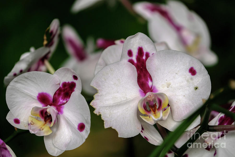 white and Purple Orchid closeup h4 Photograph by Ofer Zilberstein