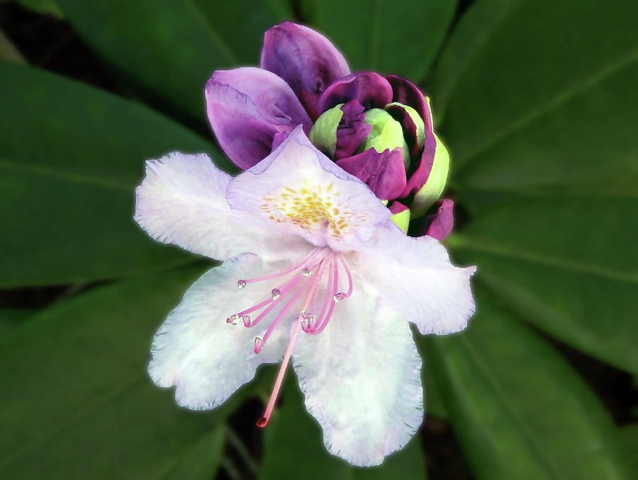 White And Purple Rhododendron Closeup Photograph by Johanna Hurmerinta