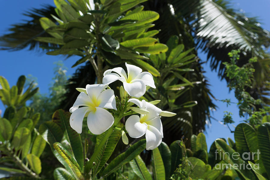 White and Yellow Blooms by Randall Saltys White and Yellow Blooms by Randall Saltys