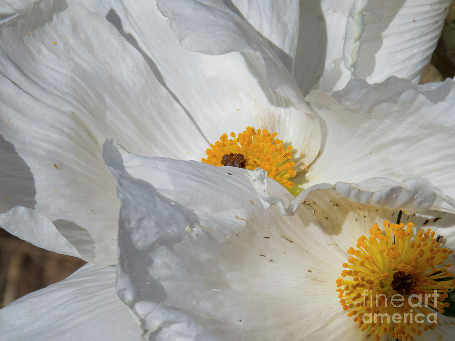 White and Yellow Flower Photograph by Christy Garavetto
