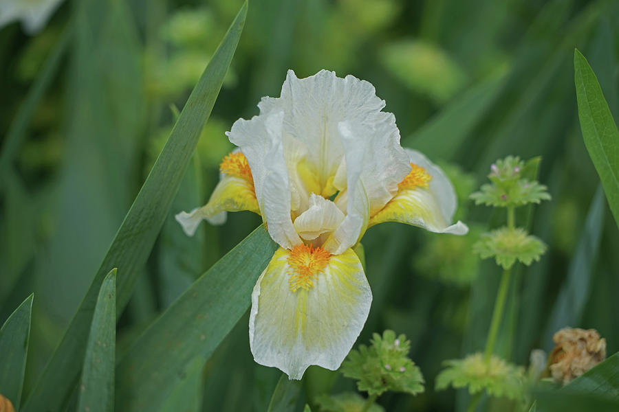 White and Yellow Iris Photograph by Greg Boutz - Fine Art America