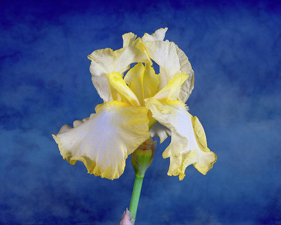 White and Yellow Iris with Blue Background Photograph by Lowell Monke