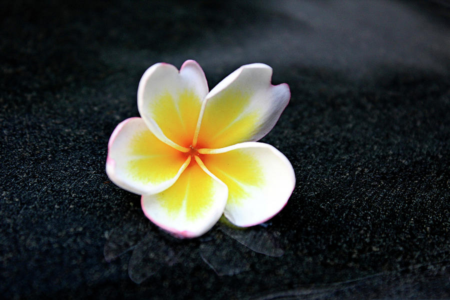 White And Yellow Plumeria Photograph by Magalie Labbé