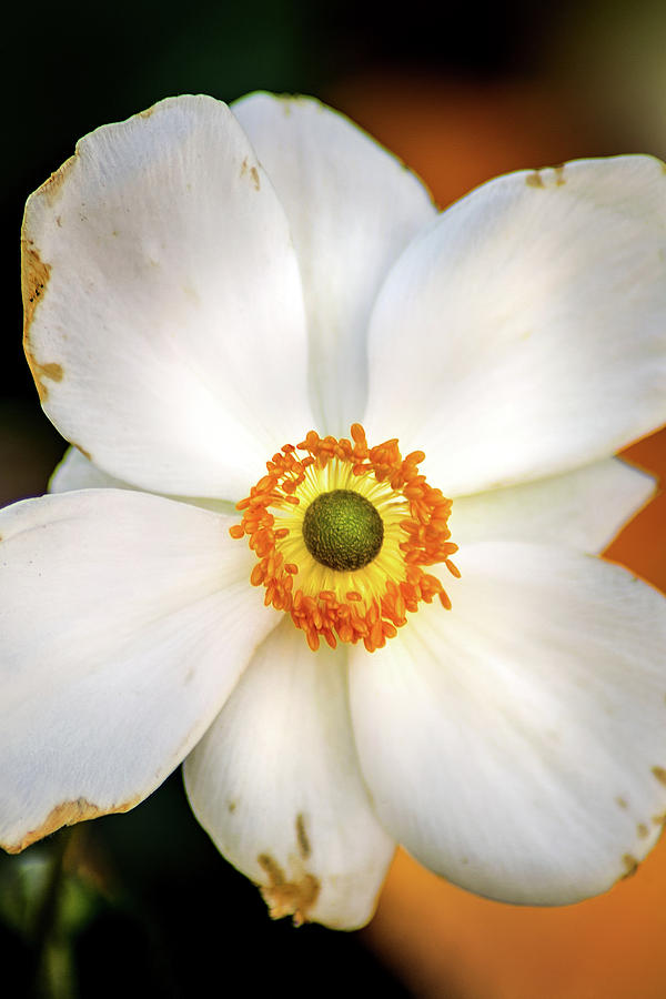 White Anemone Photograph by Don Johnson
