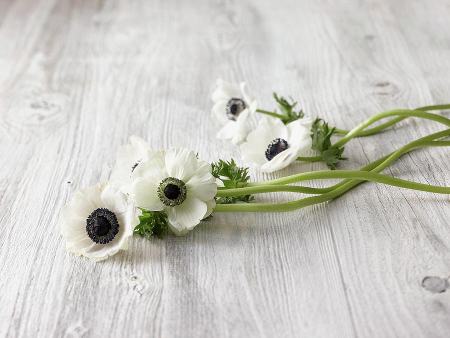 White Anemones On Wooden Surface Photograph by Matthias Hoffmann