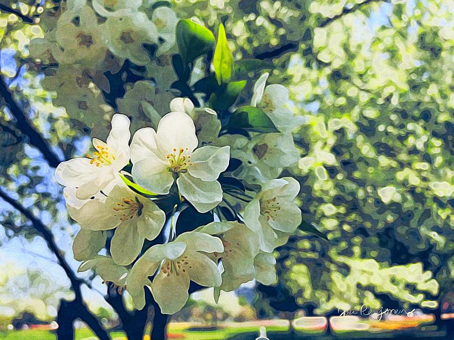 White Apple Blossoms  Photograph by Jori Reijonen