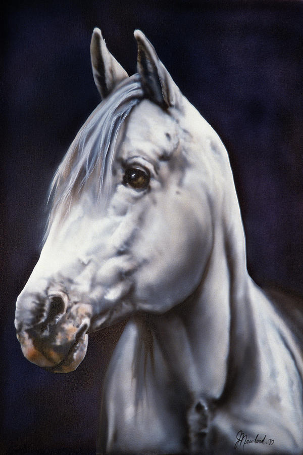 Animal Painting - White Arabian Stallion by Jenny Newland
