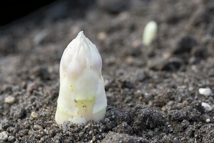 White Asparagus In The Ground close-up Photograph by Besancon, Lydie